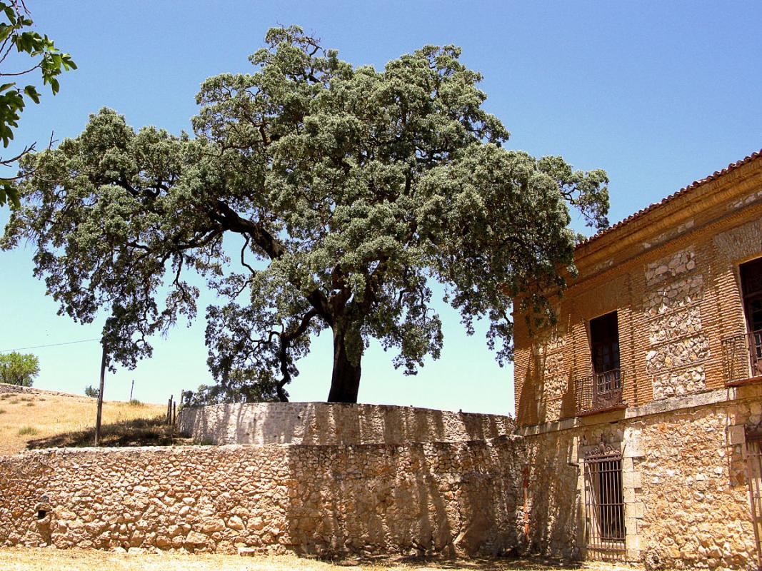 Árboles singulares y rodales de bosques próximos a la madurez